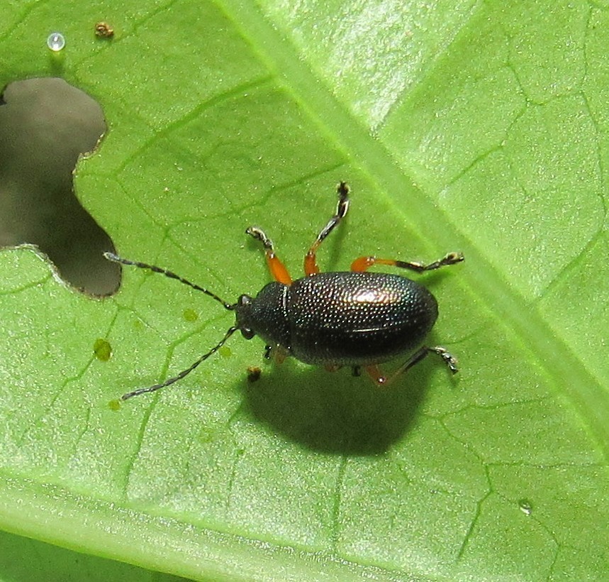 Nodocolaspis tarsata