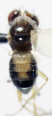 Scaptomyza fuscitarsis