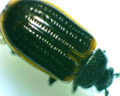 Microtheca ochroloma