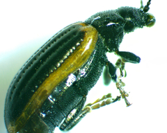 Microtheca ochroloma