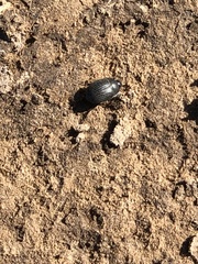 Eusattus reticulatus