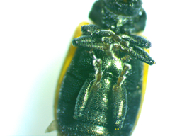 Microtheca ochroloma