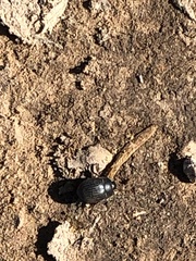 Eusattus reticulatus