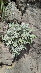 Centaurea cineraria