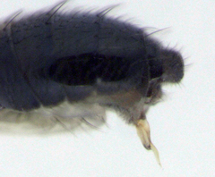 Scaptomyza fuscitarsis