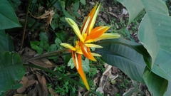 Heliconia aurantiaca