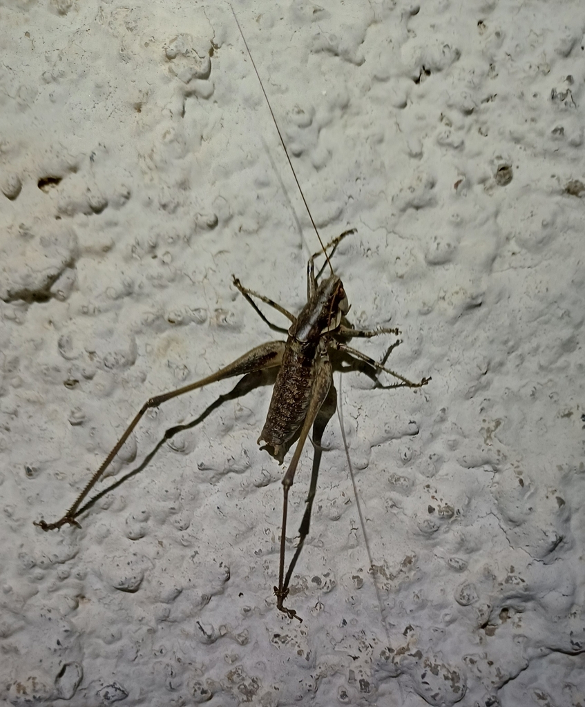 Rhacocleis thyrrhenica