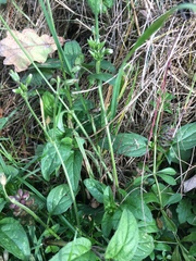 Cerastium holosteoides