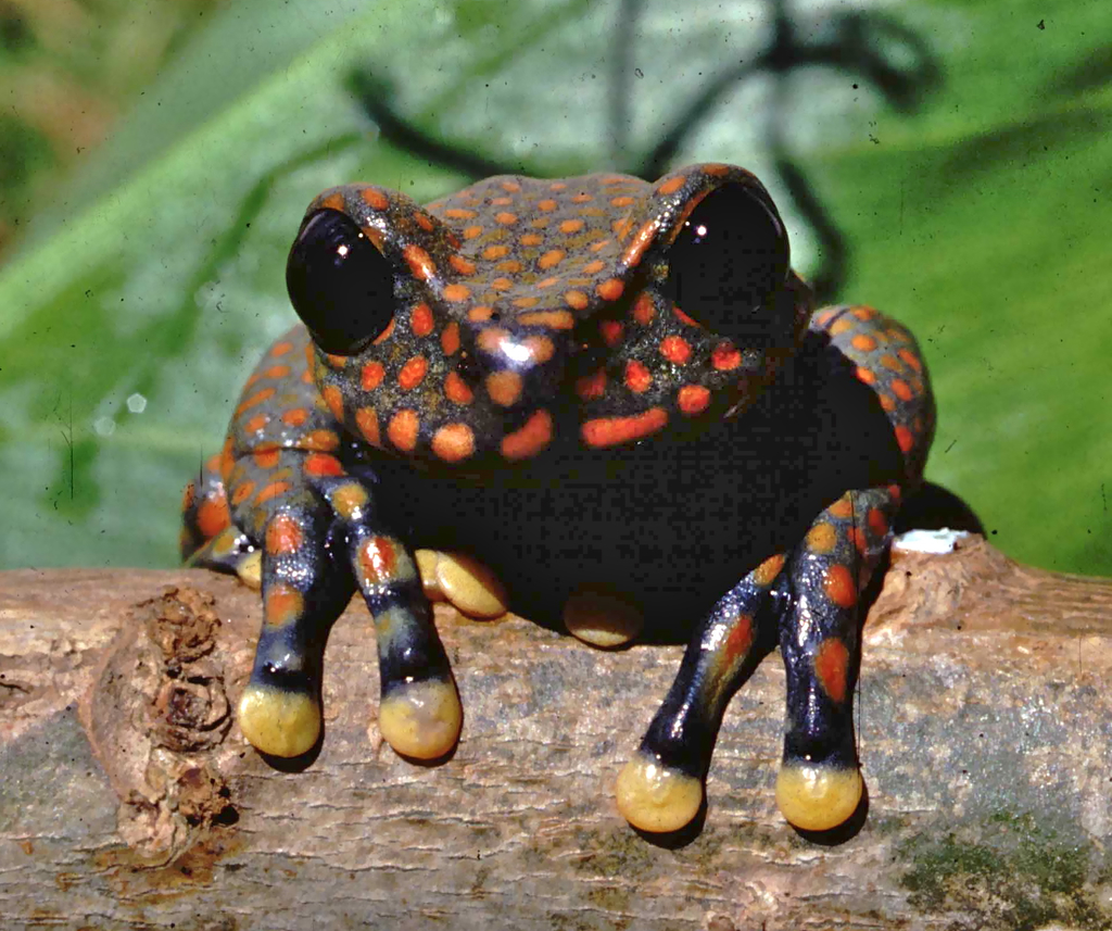 Torrenteer Tree Frogs