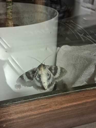 Blue Underwing