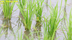 Hyla flaviventris