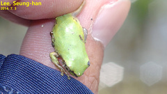 Hyla flaviventris