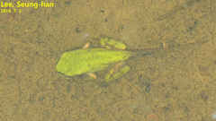 Hyla flaviventris