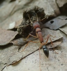 Harpegnathos saltator