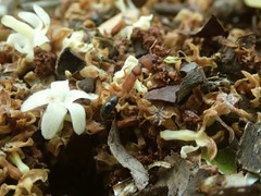 Harpegnathos saltator