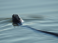 Thamnophis eques obscurus