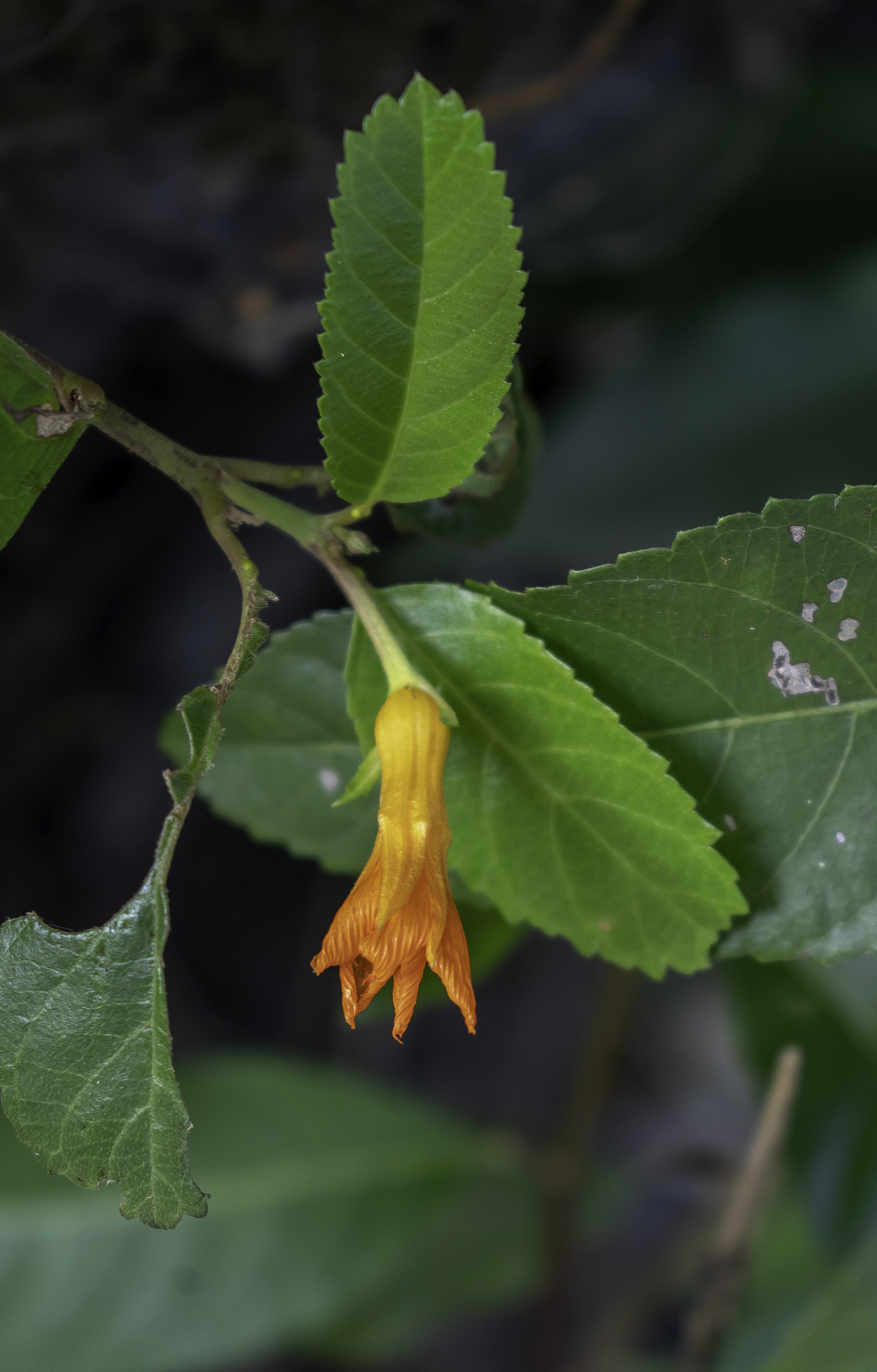 Turnera aurantiaca