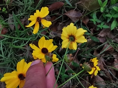 Coreopsis tinctoria
