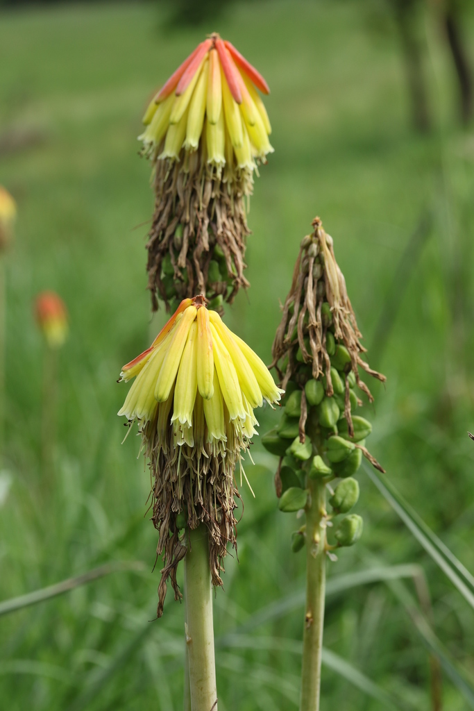 Torch lily