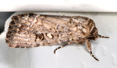 Spodoptera umbraculata