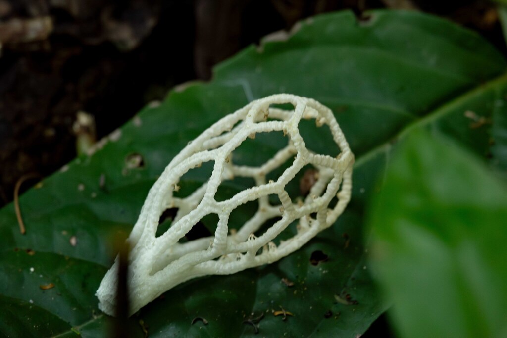 Clathrus chrysomycelinus · April 2019 · photo: © claudiomartins (iNaturalist, cc-by-sa)