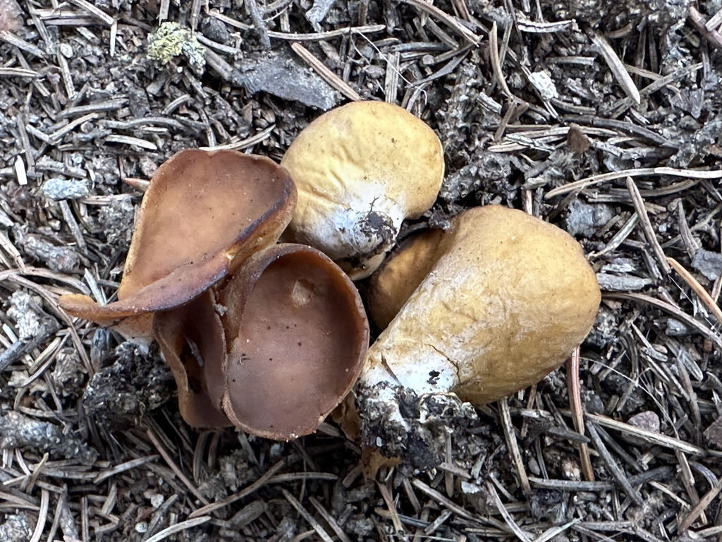 Otidea sp. 'NM01'