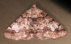 Cryphaea xylina