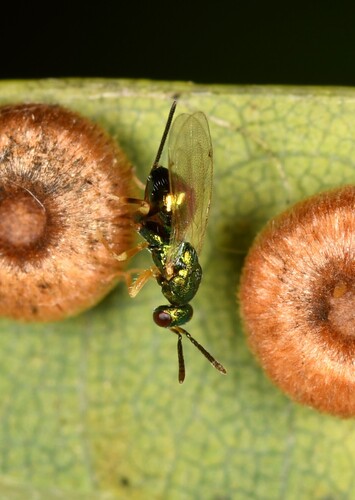 Torymus cerri