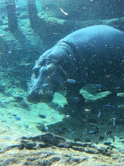 Hippopotamidae