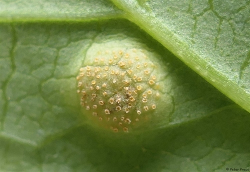Puccinia convolvuli