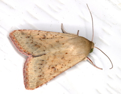 Australothis rubrescens