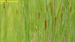 Typha