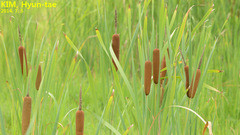 Typha