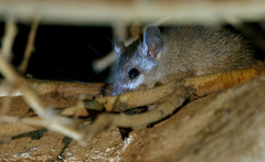 Chudeau's Spiny Mouse photo 2