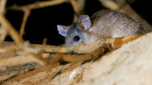 Western Saharan Spiny Mouse (Acomys chudeaui) — Data Deficient Mammalia