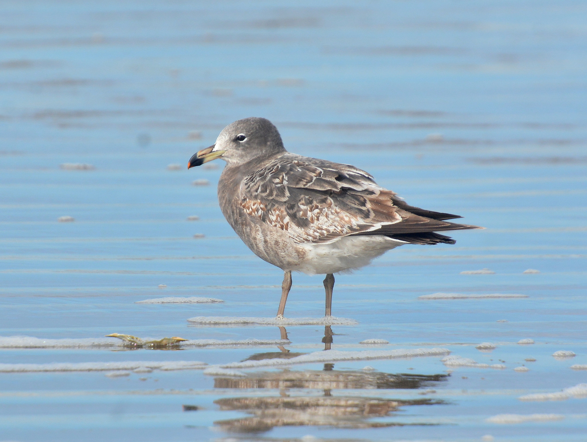Olrog's Gull (Larus atlanticus), photo 10