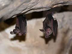 Macrotus waterhousii