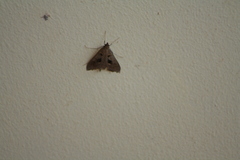 Mecyna asinalis