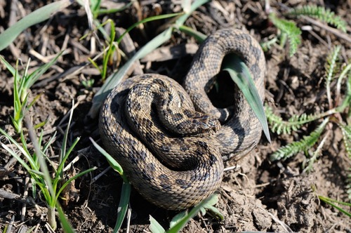 Steppe Viper, Rajon Yssyk-Ata, Kirgisistan, photo 6 of 10