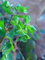 Euphorbia peplus