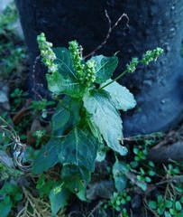 Mercurialis annua