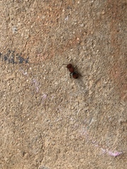 Pseudomethoca oceola