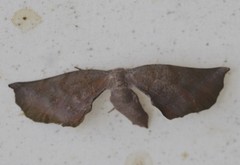 Parepisparis multicolora