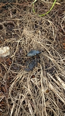 Cylydrorhinus