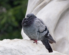 Columba livia domestica