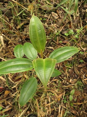 Miconia biappendiculata