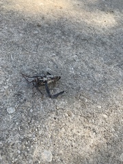 Acanthocephala declivis