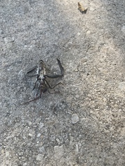 Acanthocephala declivis