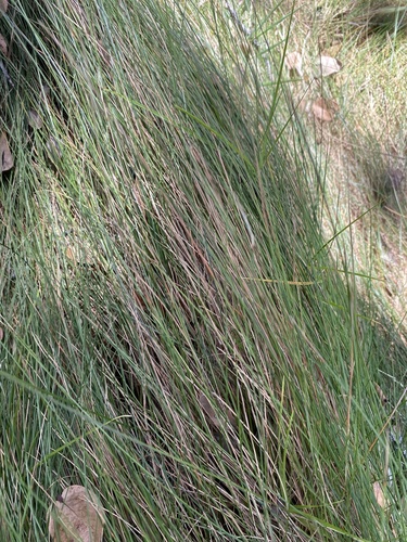 Festuca rubra observed 2025-09-16