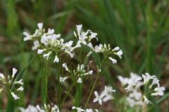 Cardamine diphylla